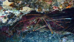 Image of Stenorhynchus lanceolatus (Brullé 1837)