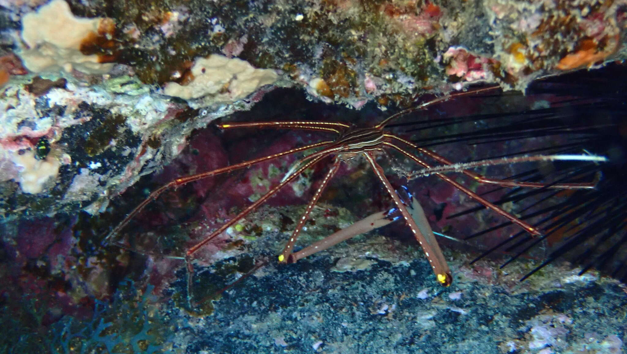 Imagem de Stenorhynchus lanceolatus (Brullé 1837)