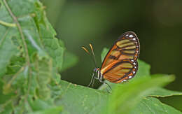 Image of Ithomia iphianassa Doubleday (1847)