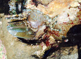 Image of chocolate porcelain crab