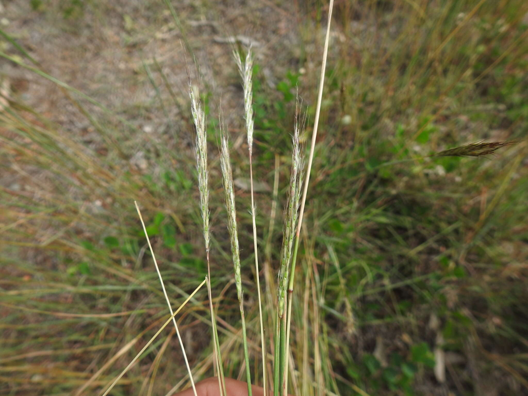 صورة Bothriochloa decipiens (Hack.) C. E. Hubb.