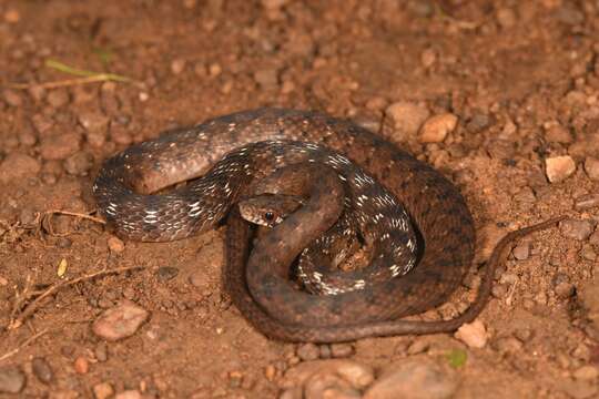 Image of Beddome’s Keelback