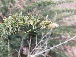 Image of Adenocarpus hispanicus (Lam.) DC.