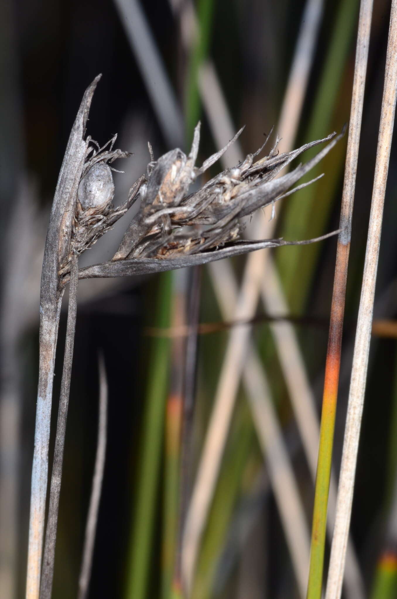 Image of Lepidosperma carphoides F. Muell. ex Benth.