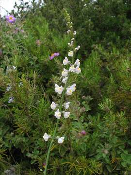 Image of Linaria microsepala A. Kerner