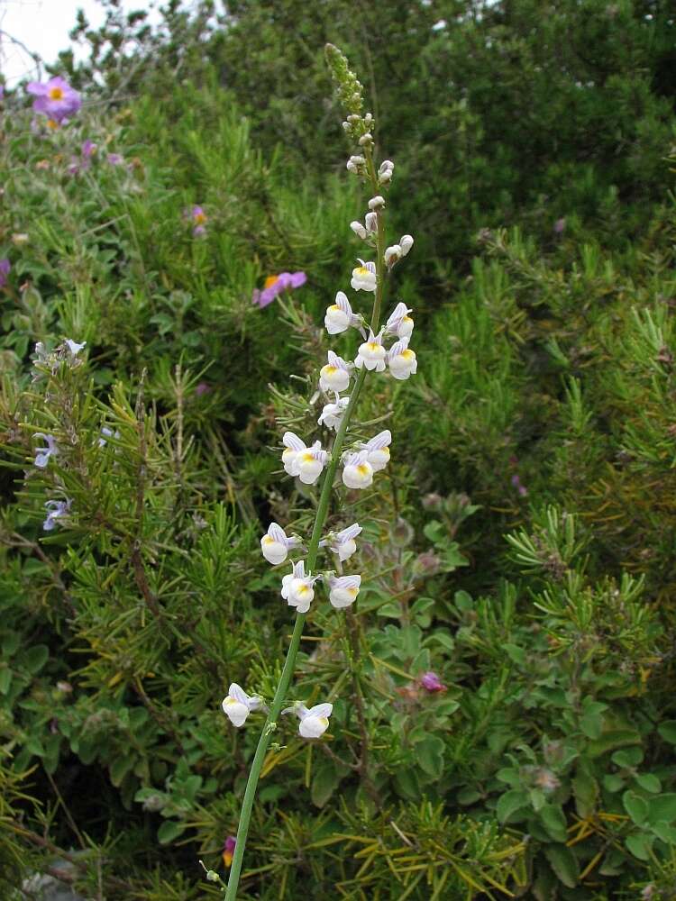 Image de Linaria microsepala A. Kerner