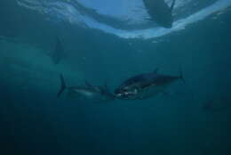 Image of Southern Bluefin Tuna