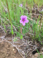 Imagem de Erodium botrys (Cav.) Bertol.