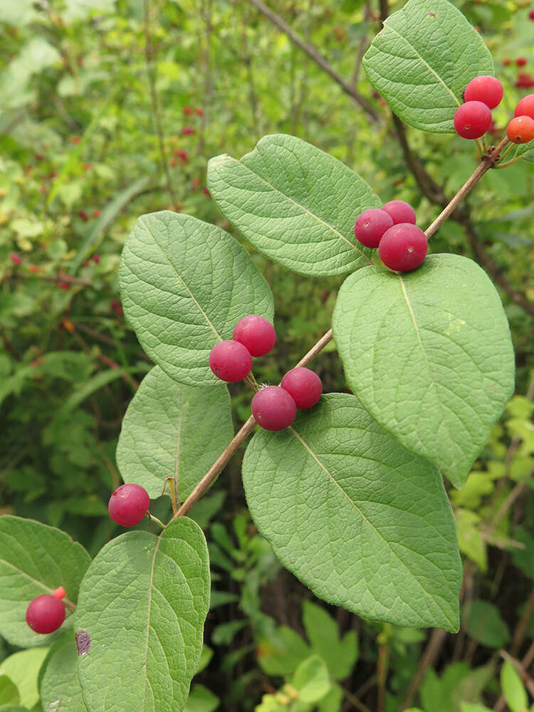 Image of Manchurian honeysuckle