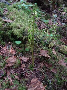 Image of Yellow coralroot