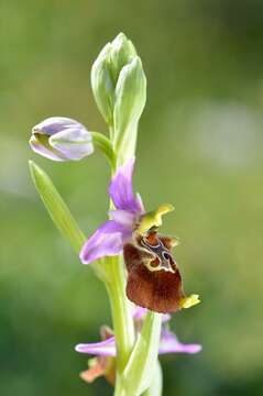 Image of Ophrys fuciflora subsp. apulica O. Danesch & E. Danesch