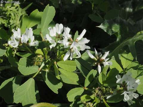 Image de Trigonella arabica Delile