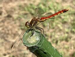 Image de Sympetrum frequens (Selys 1883)