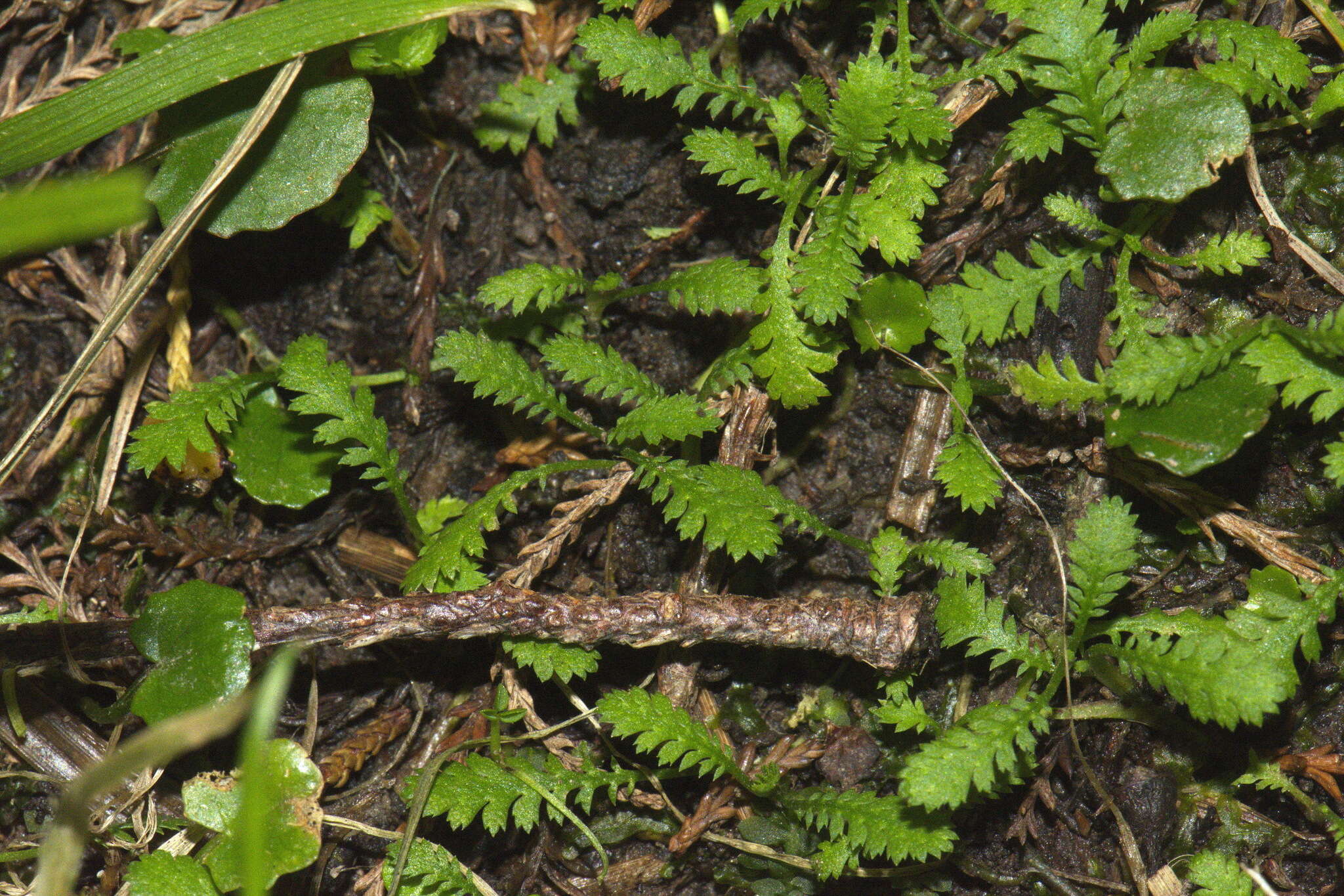 Image of Leptinella dispersa subsp. dispersa