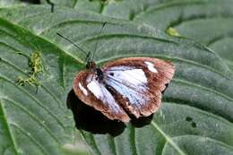 Image of Leptophobia caesia (Lucas 1852)