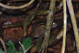 Image of Indochinese Ground squirrel