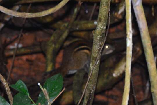 Image of Indochinese ground squirrel