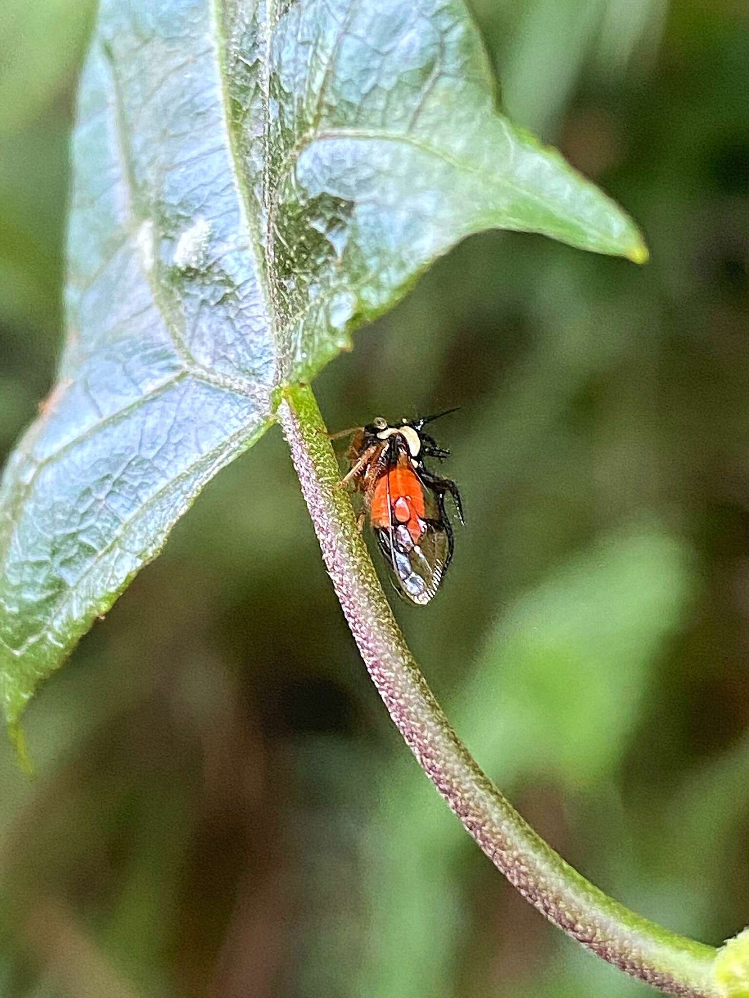 Imagem de Cyphonia trifida Fabricius