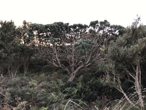 Image of Chatham Island Christmas tree