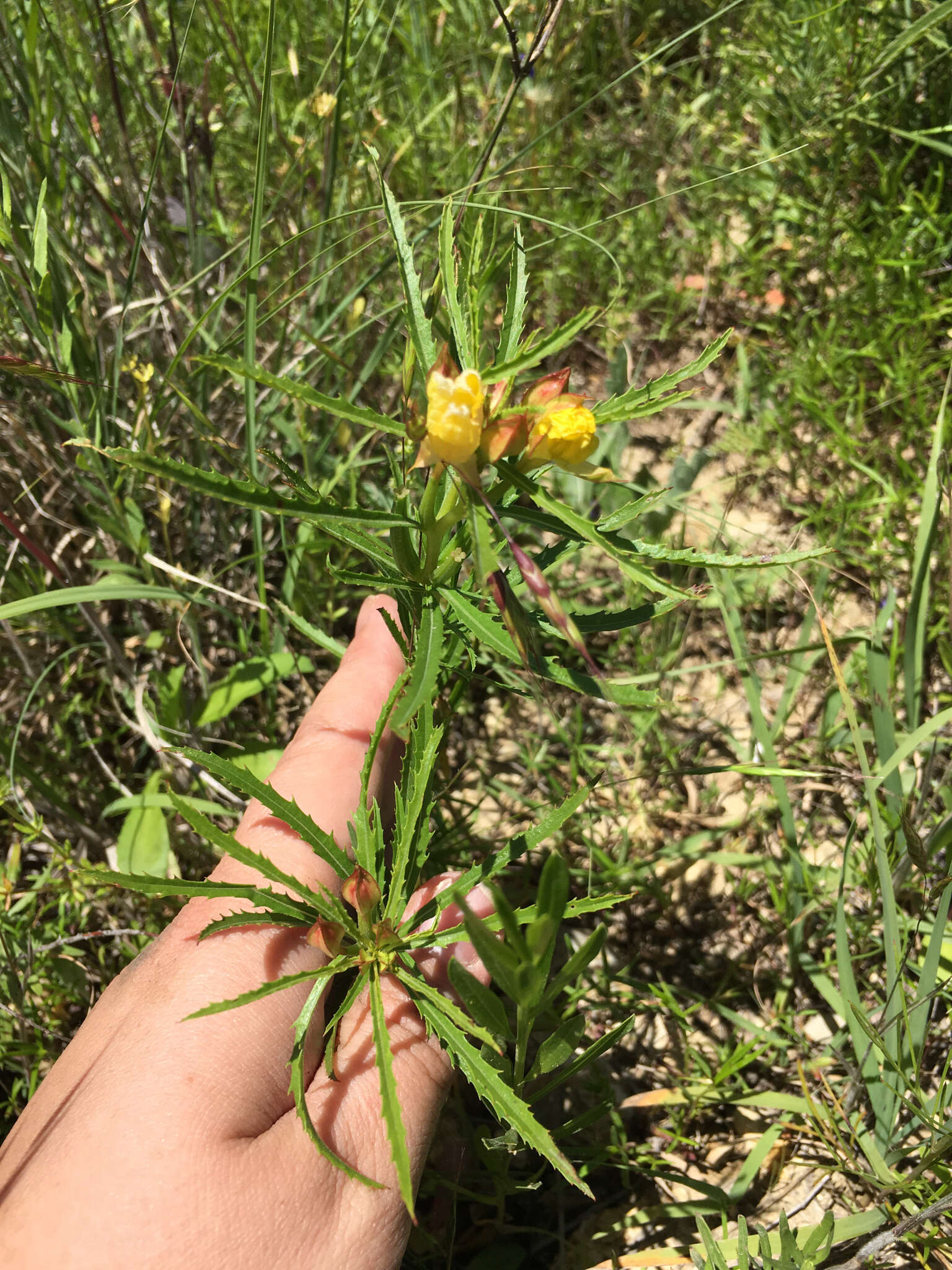 Plancia ëd Oenothera berlandieri subsp. pinifolia (Engelm.) W. L. Wagner & Hoch