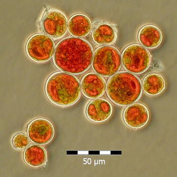 Image of <i>Haematococcus pluvialis</i> Flotow 1844