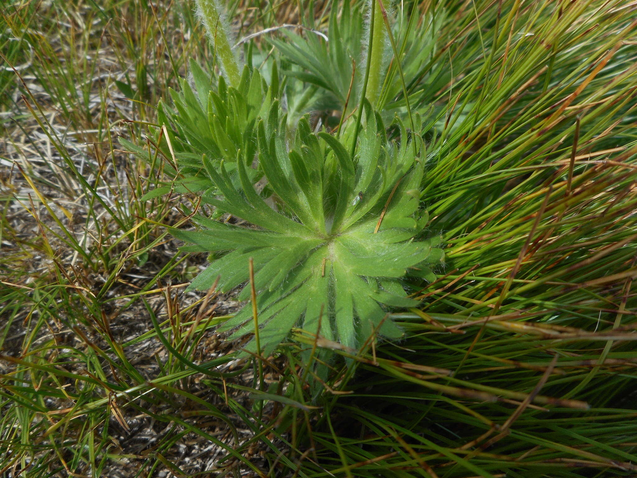 Imagem de Anemonastrum narcissiflorum (L.) Holub