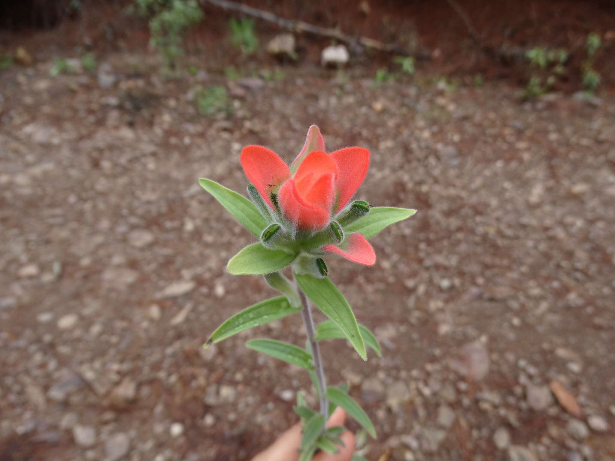 Image of Trans-Pecos Indian paintbrush