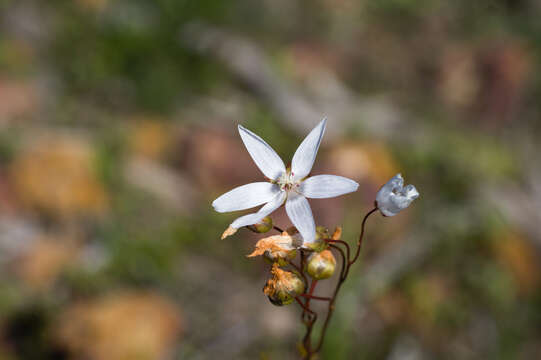 Image of Drosera prophylla