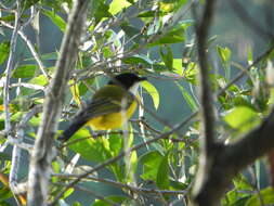 Image of Australian Golden Whistler