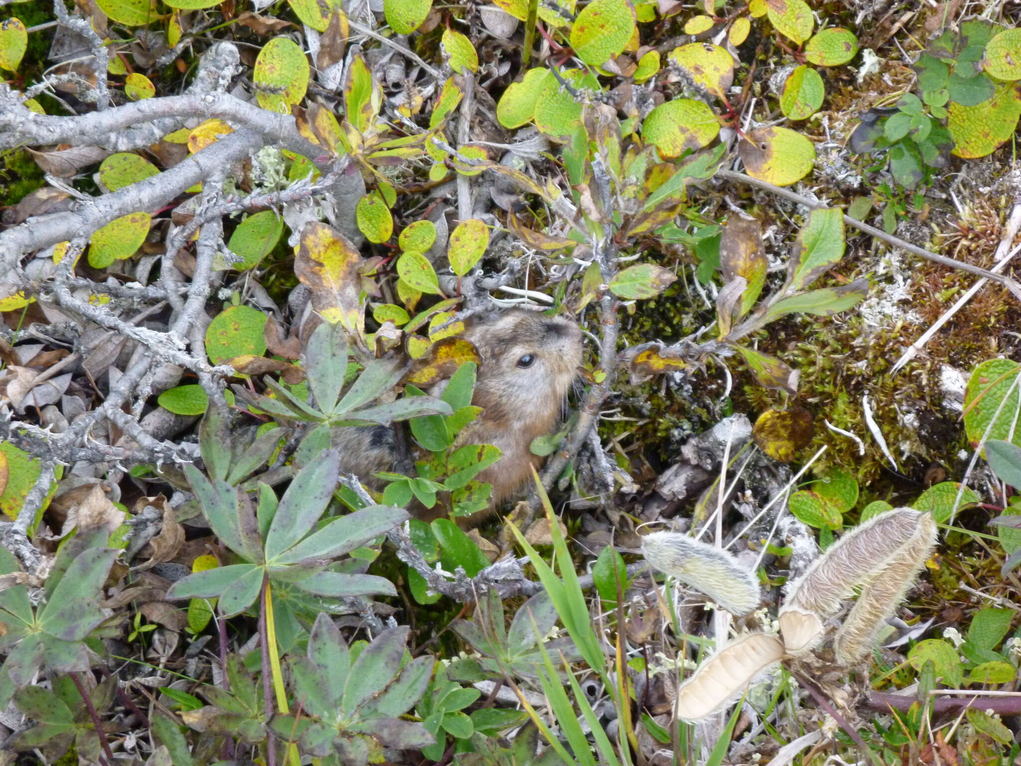 Image of Bering collared lemming