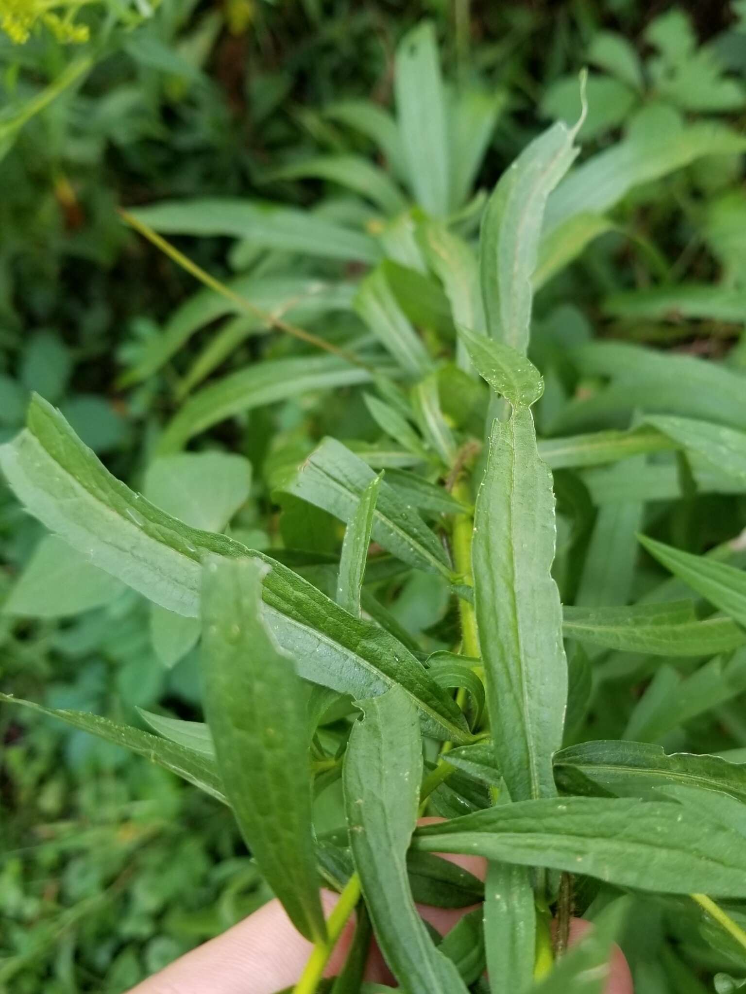 Image de <i>Solidago <i>canadensis</i></i> var. canadensis