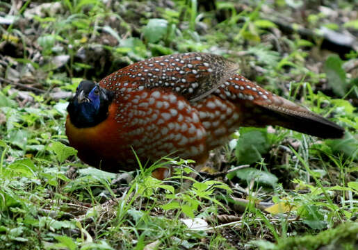 Image of Temminck's Tragopan