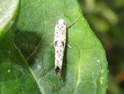 Image of black-tipped ermine