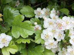 Imagem de Crataegus laevigata (Poir.) DC.