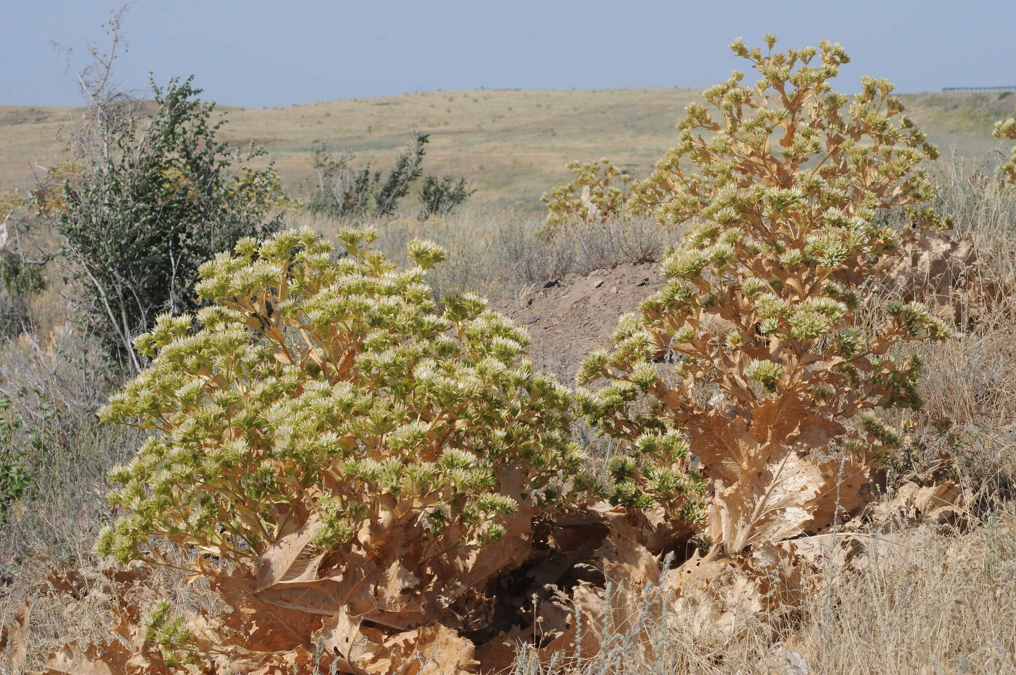 Plancia ëd Arctium triflorum (Schrenk) Kuntze