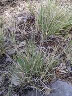 Image of curly-mesquite