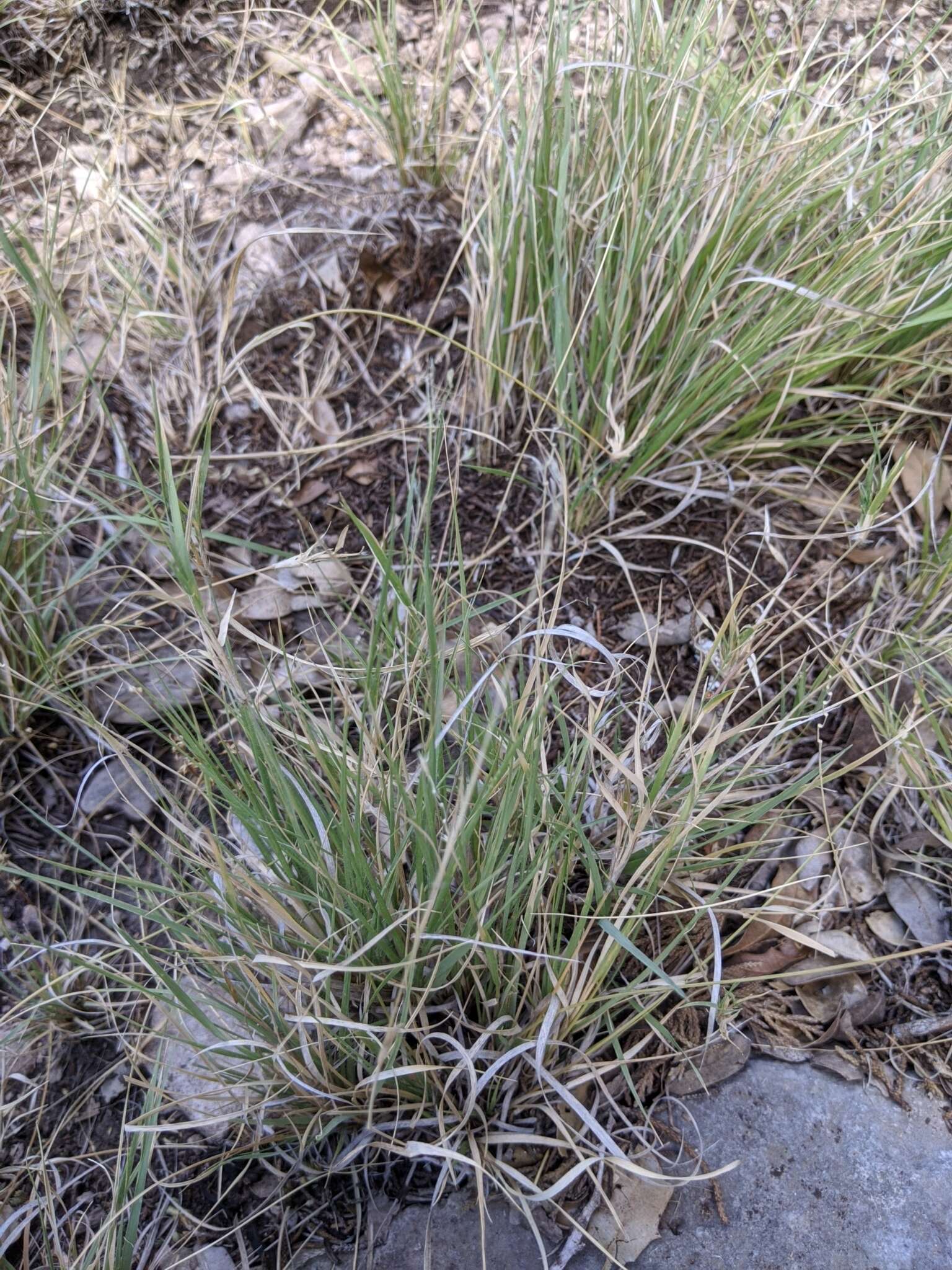 Image of curly-mesquite