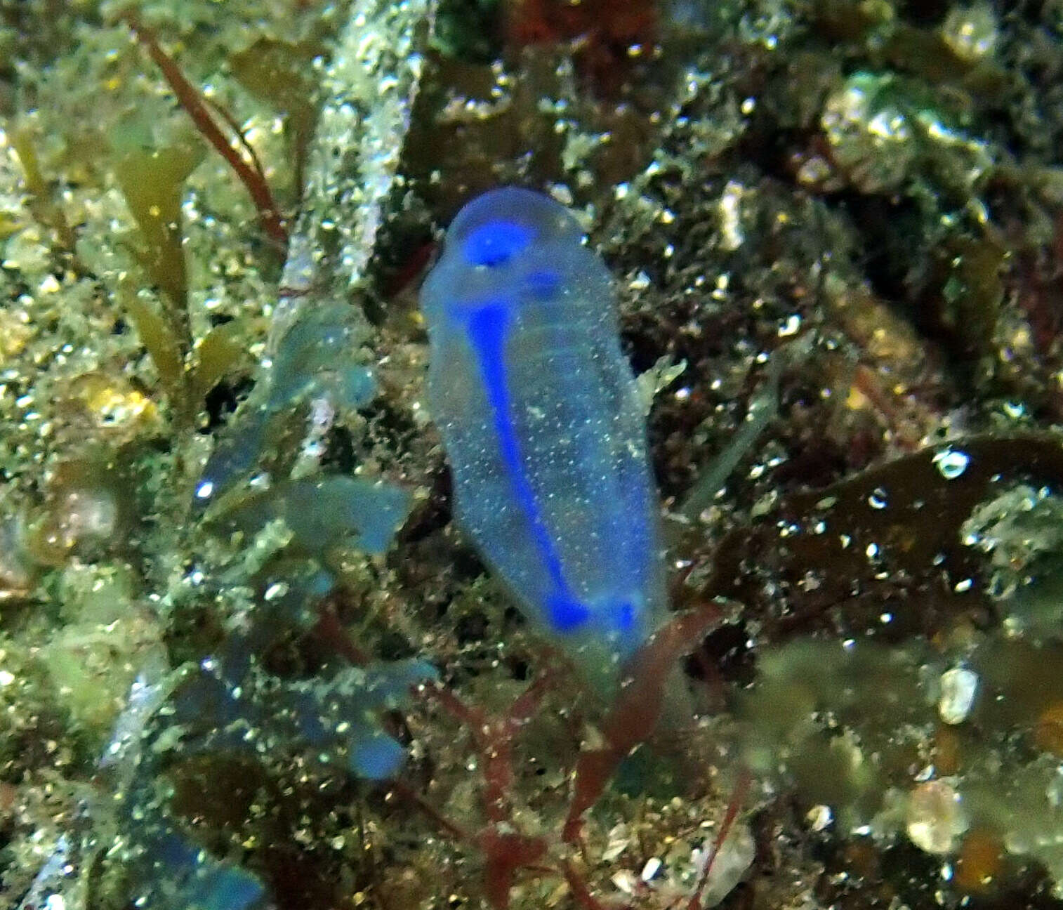 Image of Clavelina australis (Herdman 1899)