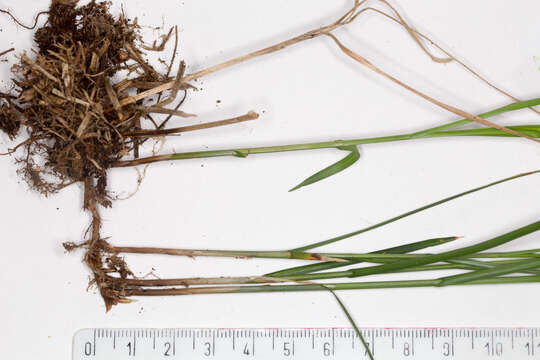 Image of quaking-grass sedge