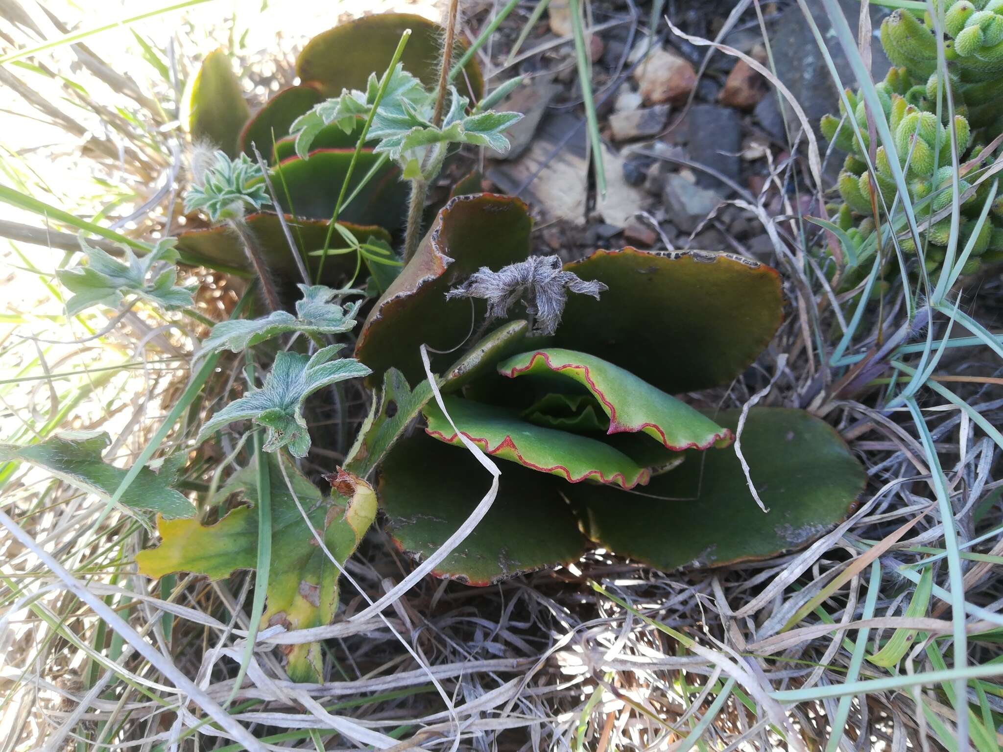 Imagem de Cotyledon orbiculata var. oblonga (Haw.) DC.