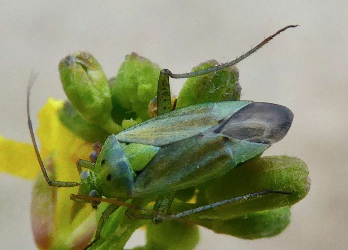 Image of Potato Bug