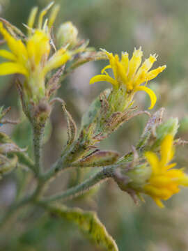 Imagem de Ericameria obovata (Rydb.) G. L. Nesom