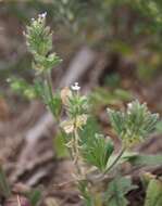 Image of Glandularia quadrangulata (A. Heller) Umber