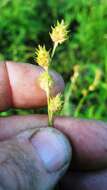 Sivun Carex reniformis (L. H. Bailey) Small kuva