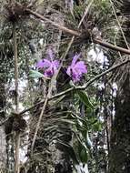 Imagem de Cattleya warneri T. Moore ex R. Warner