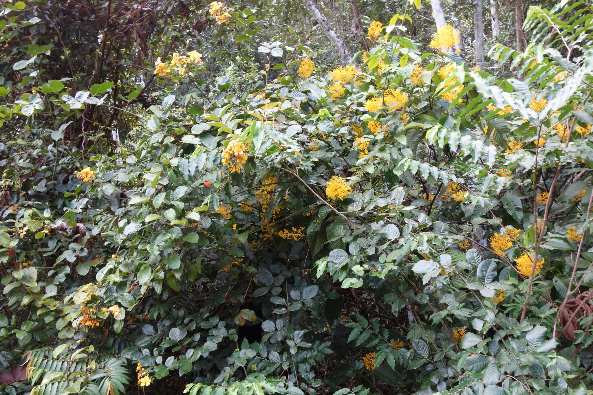 Image de Senna latifolia (G. Mey.) H. S. Irwin & Barneby