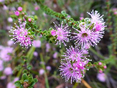 Image of Kunzea parvifolia Schau.