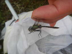 Image of Ringed Emerald