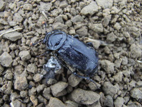 Image of Nicrophorus (Nicrophorus) humator (Gleditsch 1767)