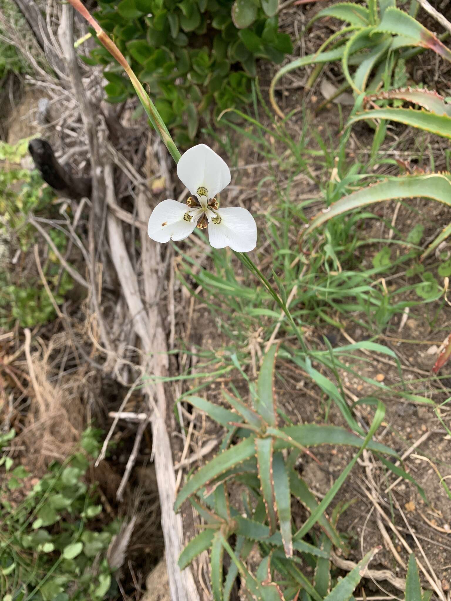 Moraea tricuspidata (L. fil.) G. J. Lewis resmi